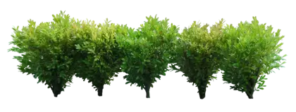 Lush Green Bushes for Landscaping