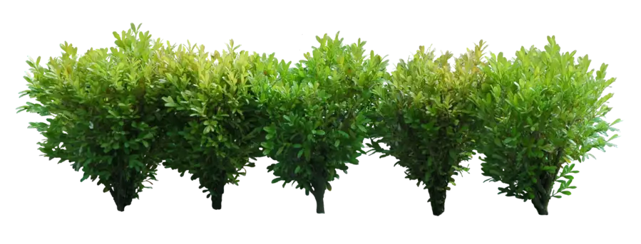 Lush Green Bushes for Landscaping