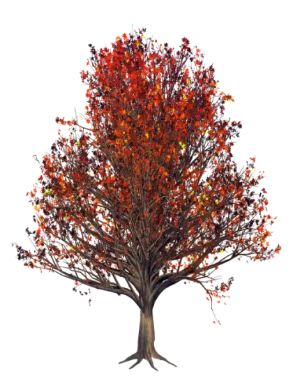 Beautiful Autumn Tree with Orange Leaves