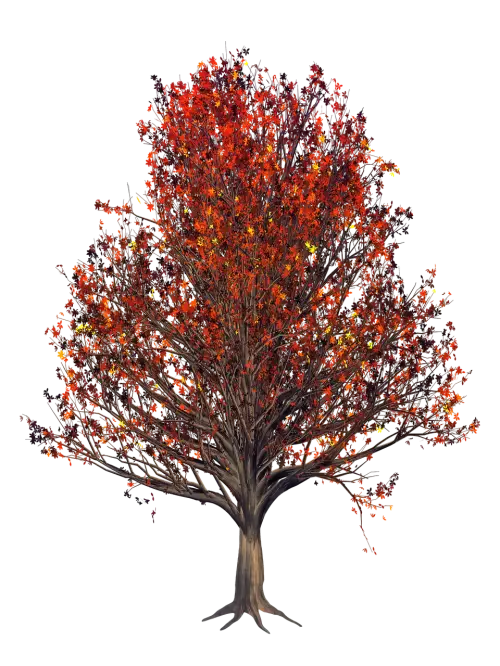 Beautiful Autumn Tree with Orange Leaves