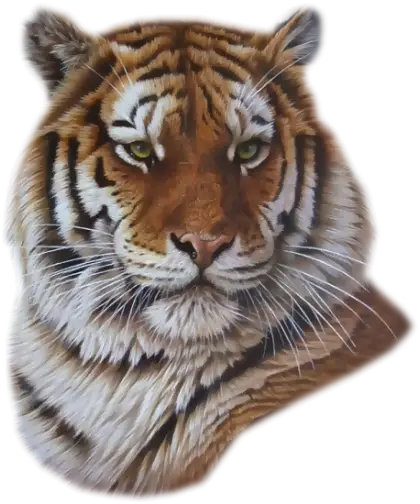Realistic Illustration of a Tiger Face