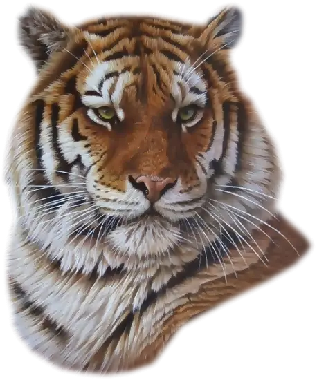 Realistic Illustration of a Tiger Face