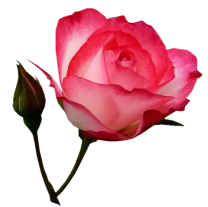 Romantic Pink Rose with Rosebud