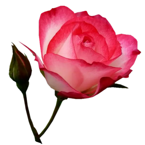 Romantic Pink Rose with Rosebud