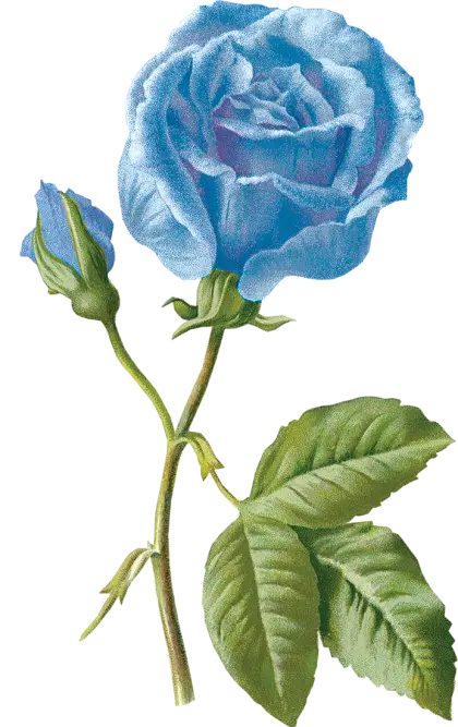 Blue Rose Illustration with Green Leaves