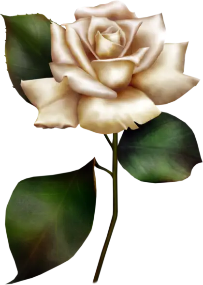 Sophisticated White Rose Bloom