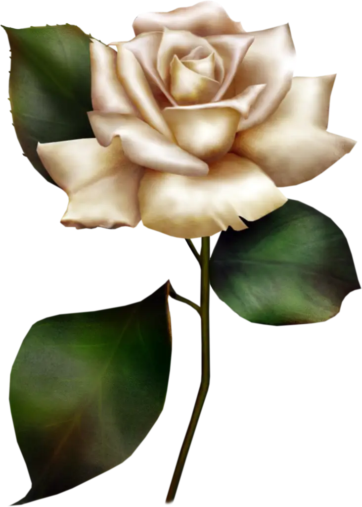 Sophisticated White Rose Bloom