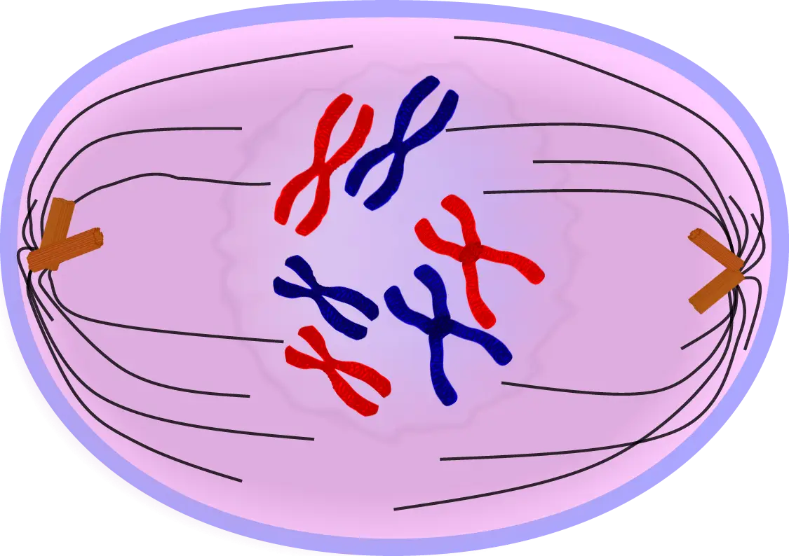 Chromosomes in Cell Division Illustration