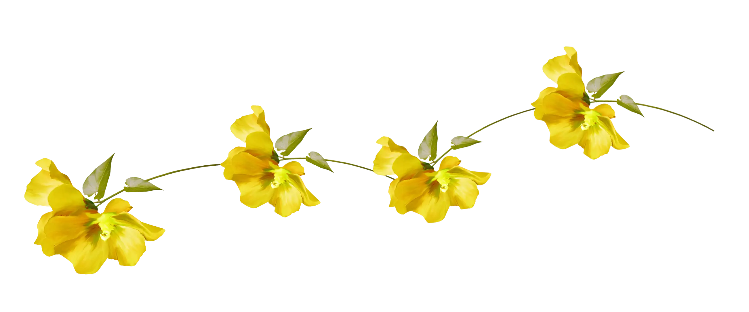 Yellow Flowers with Green Leaves