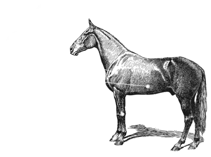 Vintage Horse Illustration in Black and White
