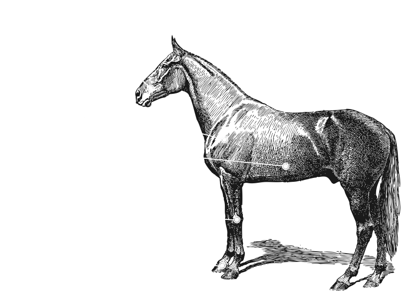 Vintage Horse Illustration in Black and White