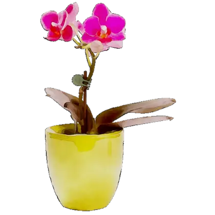 Pink Orchid Plant in Decorative Pot