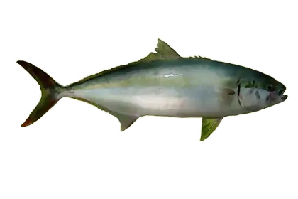 Illustration of a Mackerel Fish