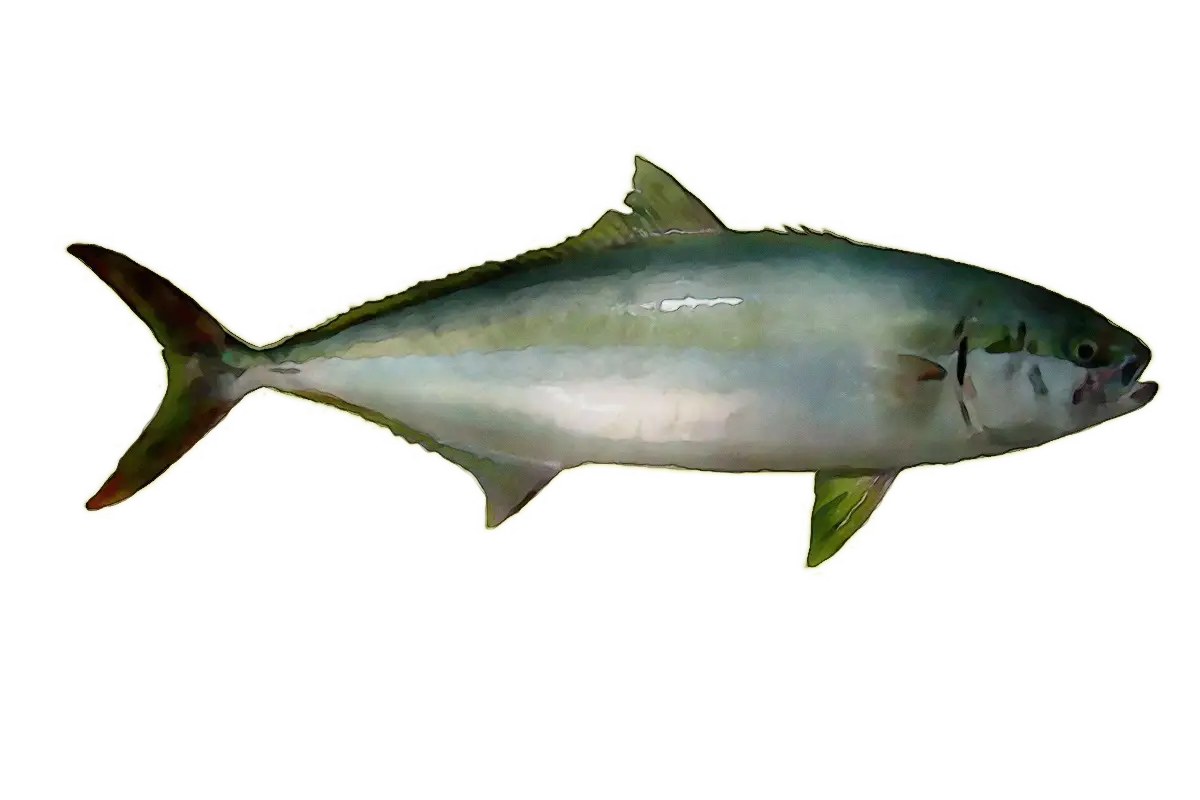 Illustration of a Mackerel Fish