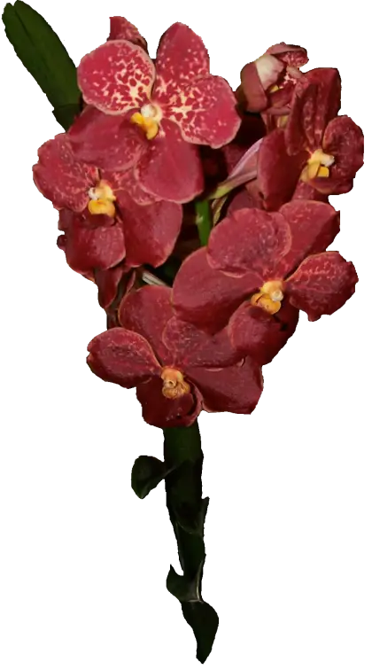 Exotic Red Orchid Flowers