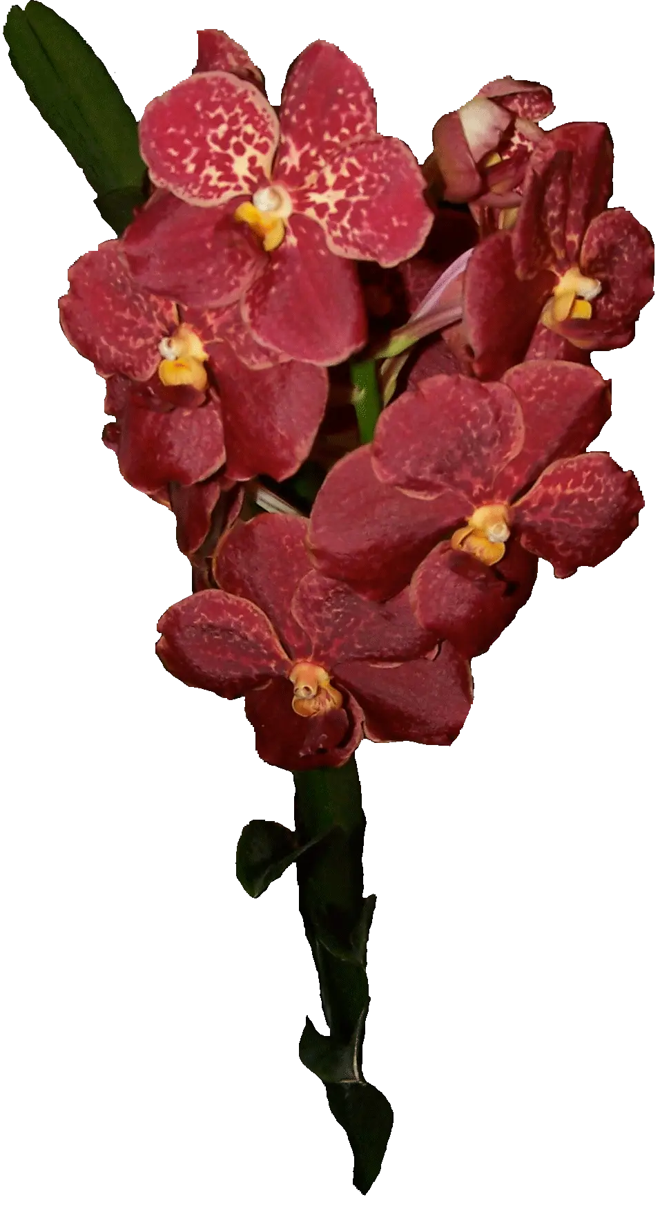 Exotic Red Orchid Flowers