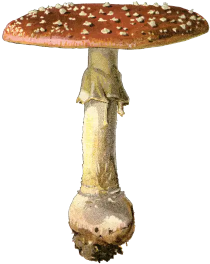 Detailed Illustration of a Mushroom