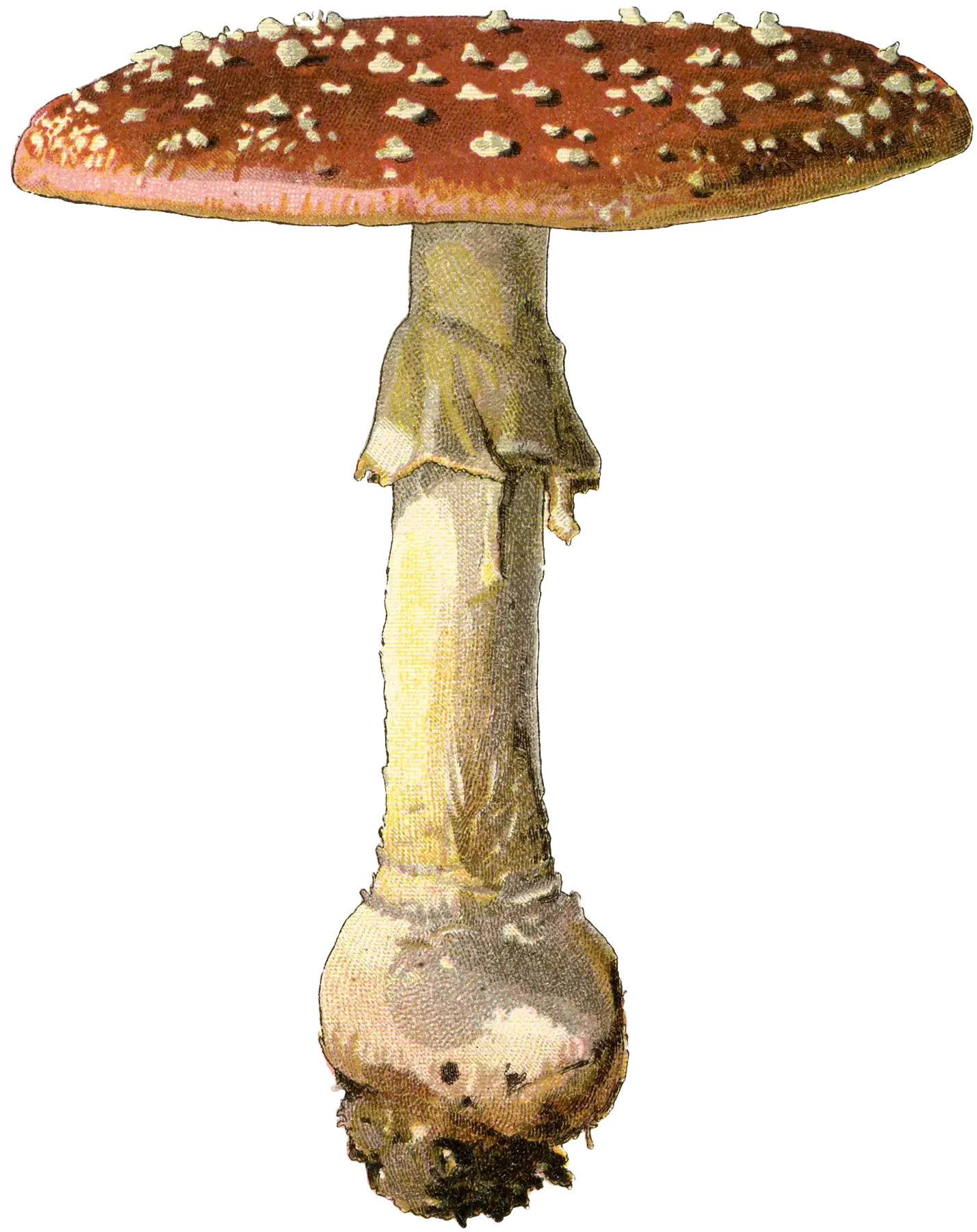 Detailed Illustration of a Mushroom
