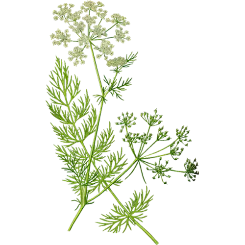 Dill Plant Illustration with Leaves and Flowers