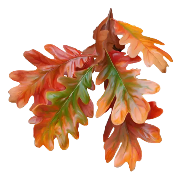 Colorful Autumn Oak Leaves