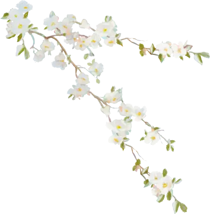 Delicate Cherry Blossoms Branch Illustration