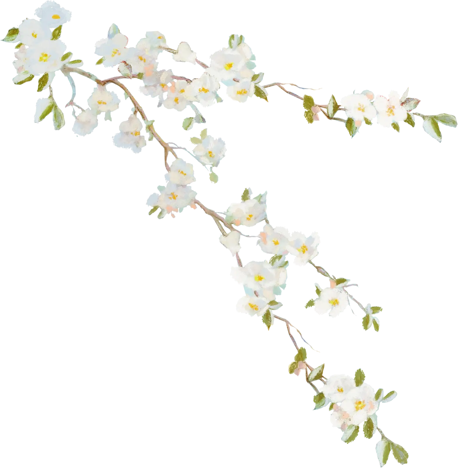 Delicate Cherry Blossoms Branch Illustration