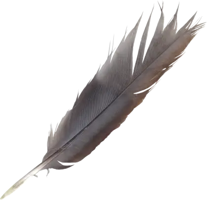 Soft Black Bird Feather