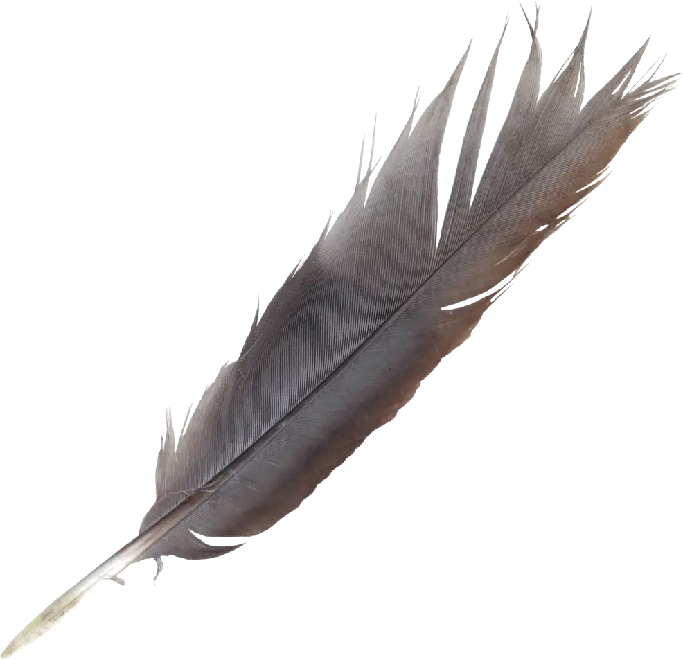 Soft Black Bird Feather