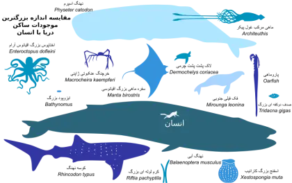 Marine Animal Size Comparison Illustration