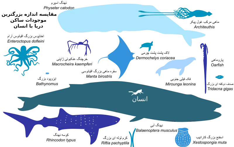 Marine Animal Size Comparison Illustration