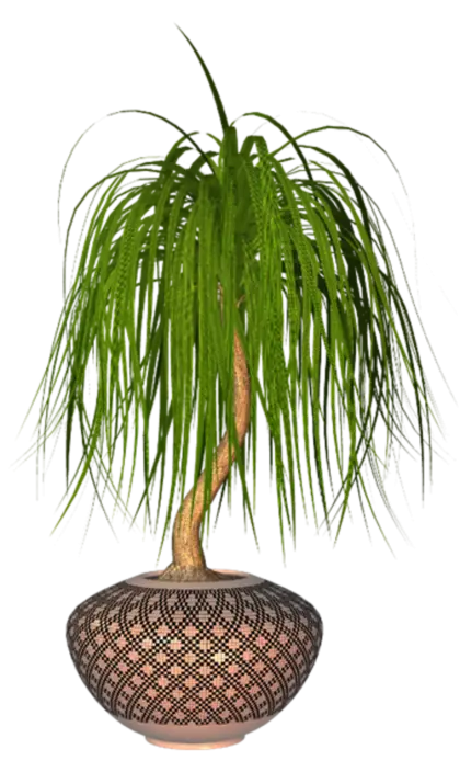Potted Plant with Long Leaves