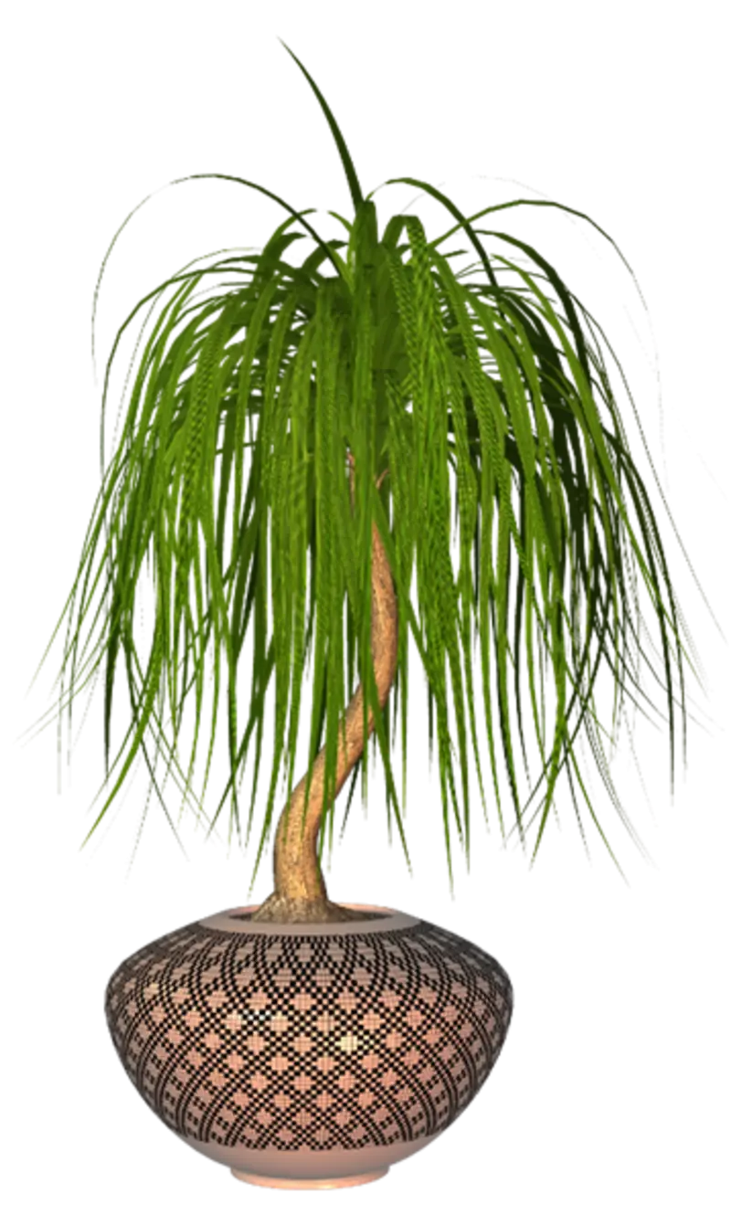 Potted Plant with Long Leaves