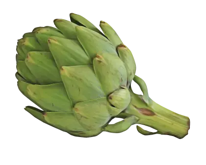 Artichoke Vegetable Illustration