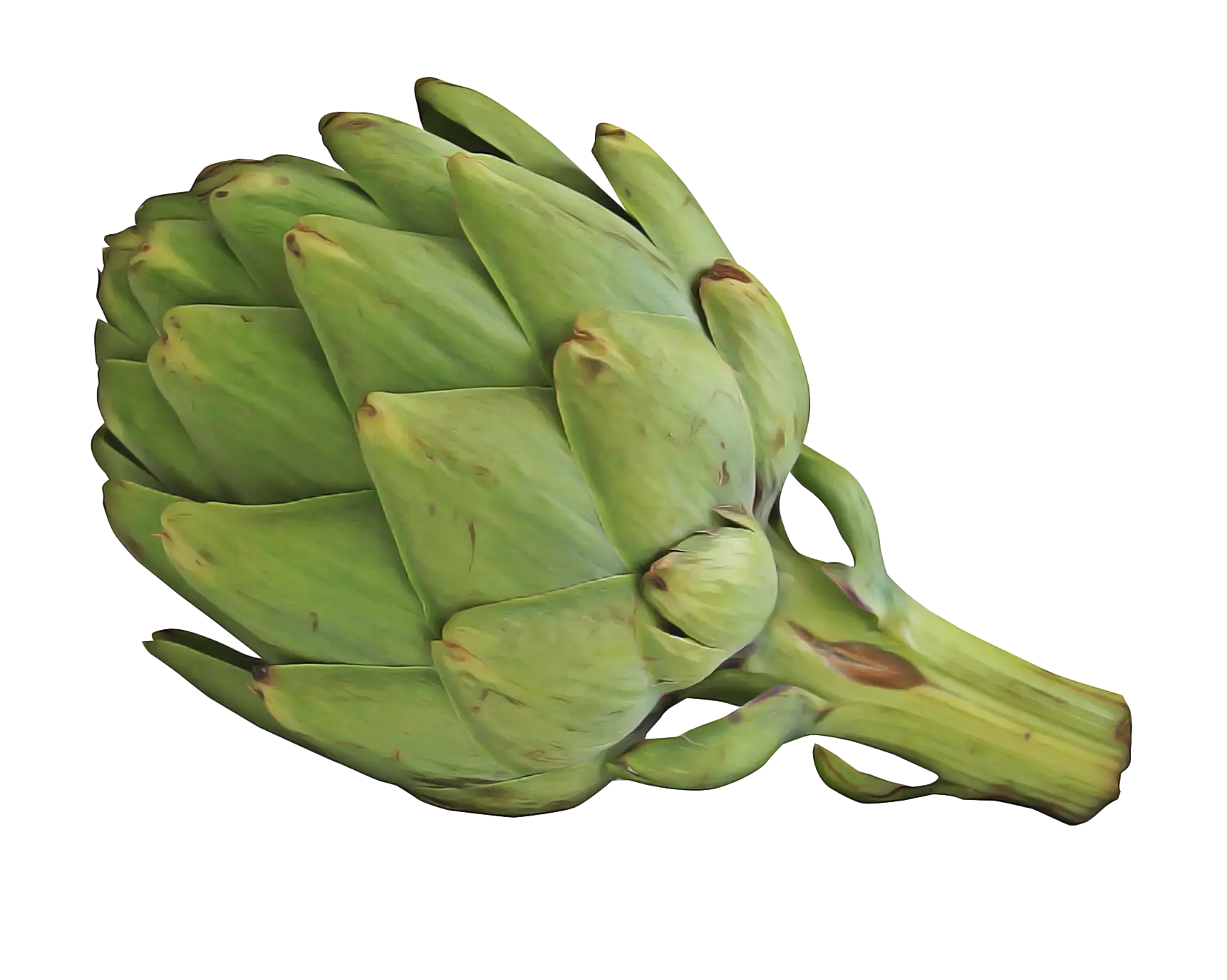 Artichoke Vegetable Illustration