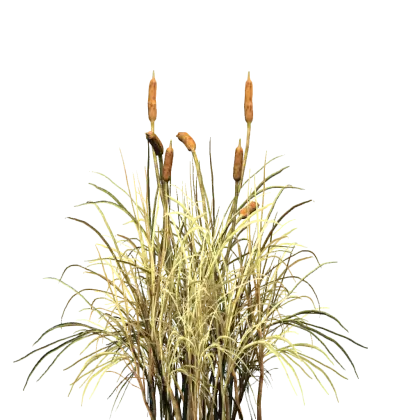 Cattails in Marsh
