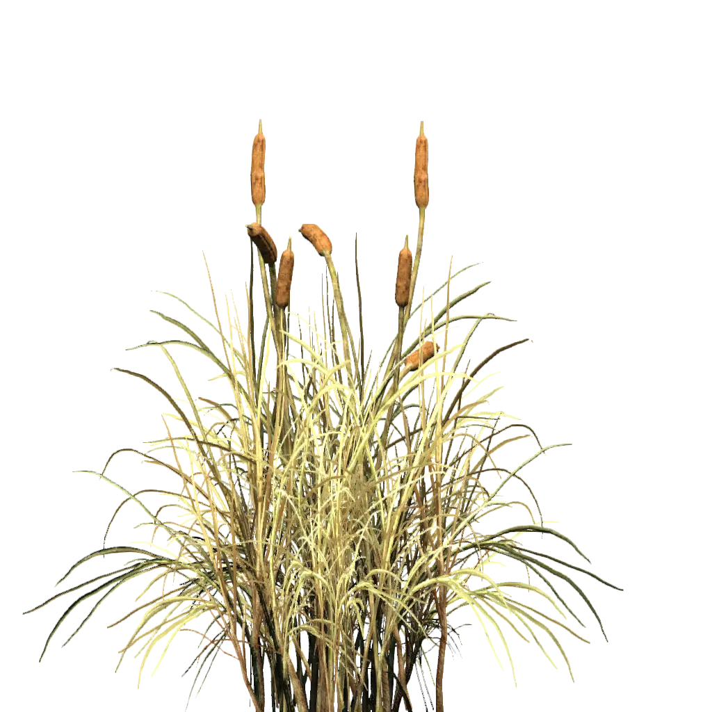 Cattails in Marsh