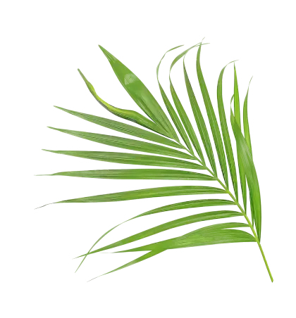 Green Palm Leaf in Realistic Style