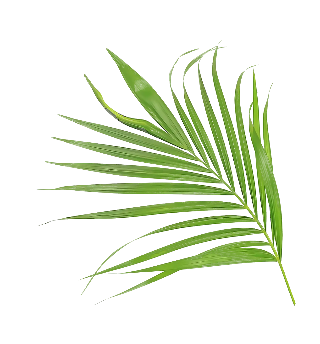 Green Palm Leaf in Realistic Style