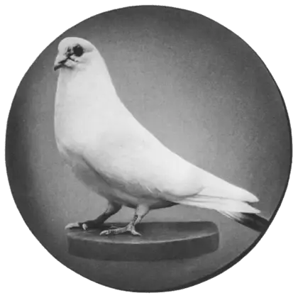 White Pigeon Perched