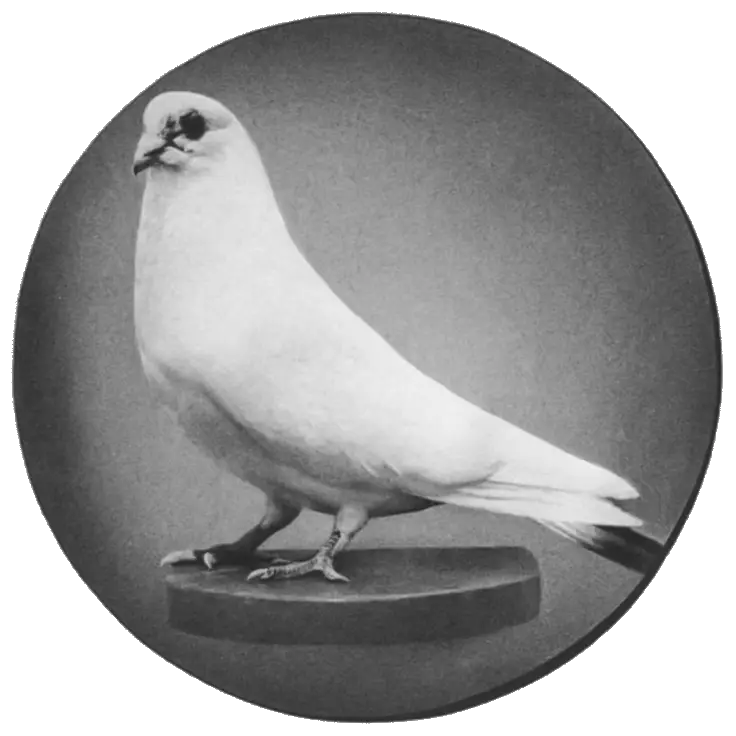 White Pigeon Perched