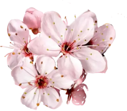 Soft Pink Cherry Blossom Flowers