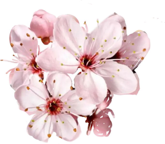 Soft Pink Cherry Blossom Flowers