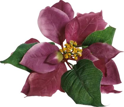 Pink Poinsettia Plant with Green Leaves