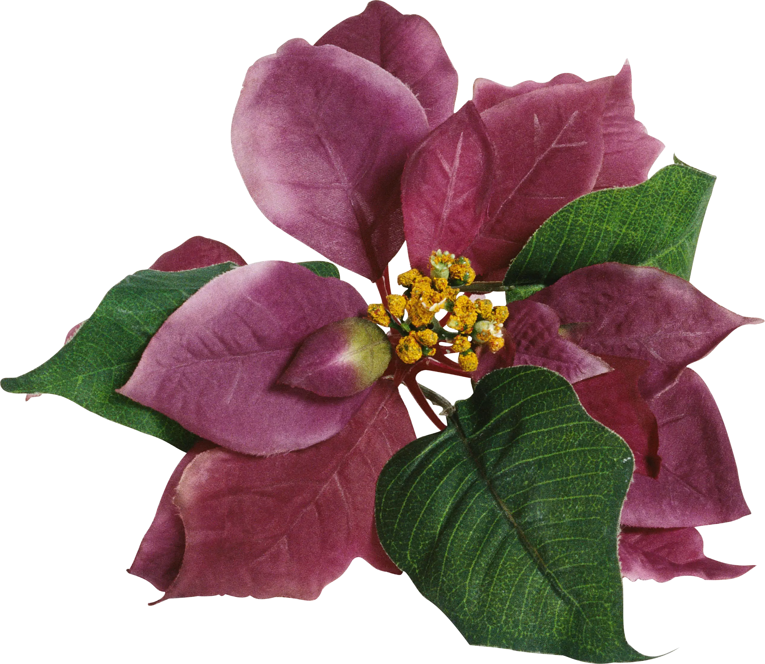 Pink Poinsettia Plant with Green Leaves