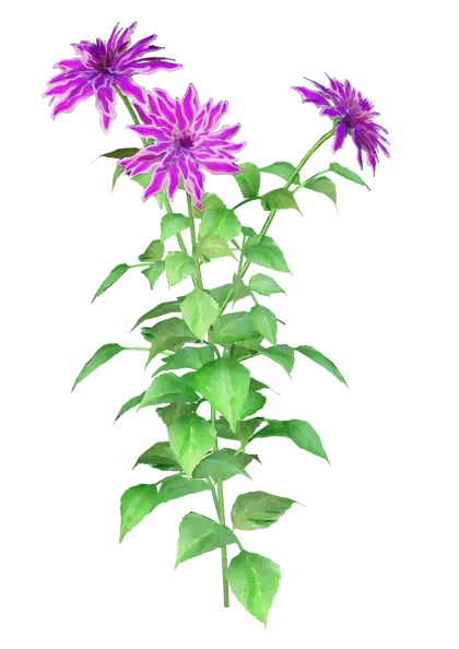 Purple Flowers with Green Leaves