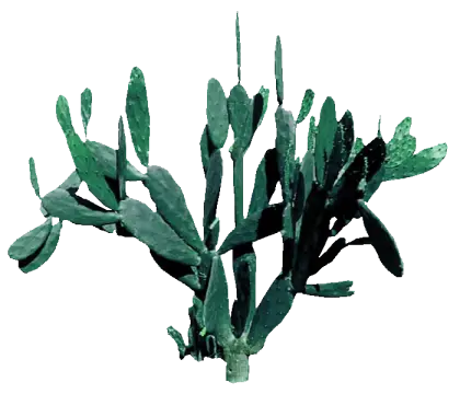 Green Desert Cactus