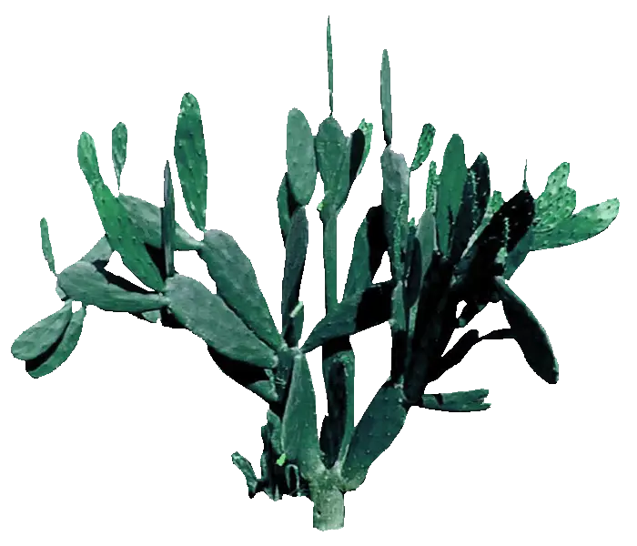 Green Desert Cactus