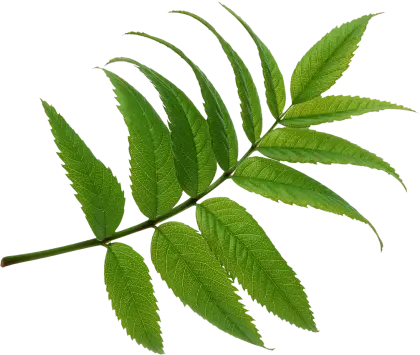 Green Fern Leaf Illustration