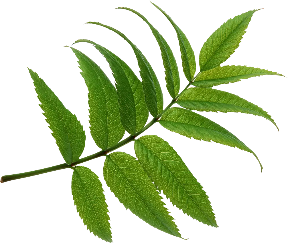 Green Fern Leaf Illustration