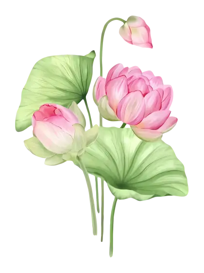Beautiful Pink Lotus Flower Illustration